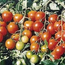 Stocked Tomatoes