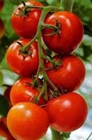 Tomatoes on a Vine